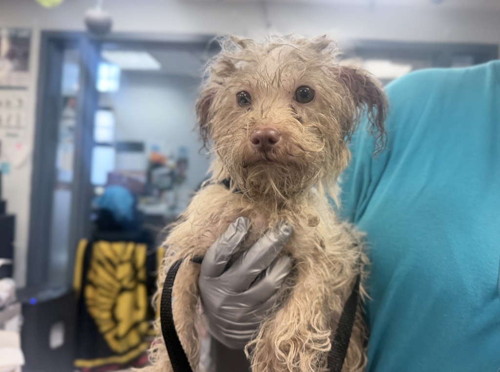 Shelter Stray Female Dog last seen W 153 Street, NEW YORK, NY, 10001, 326 E 110th St, New York, NY 10029, USA