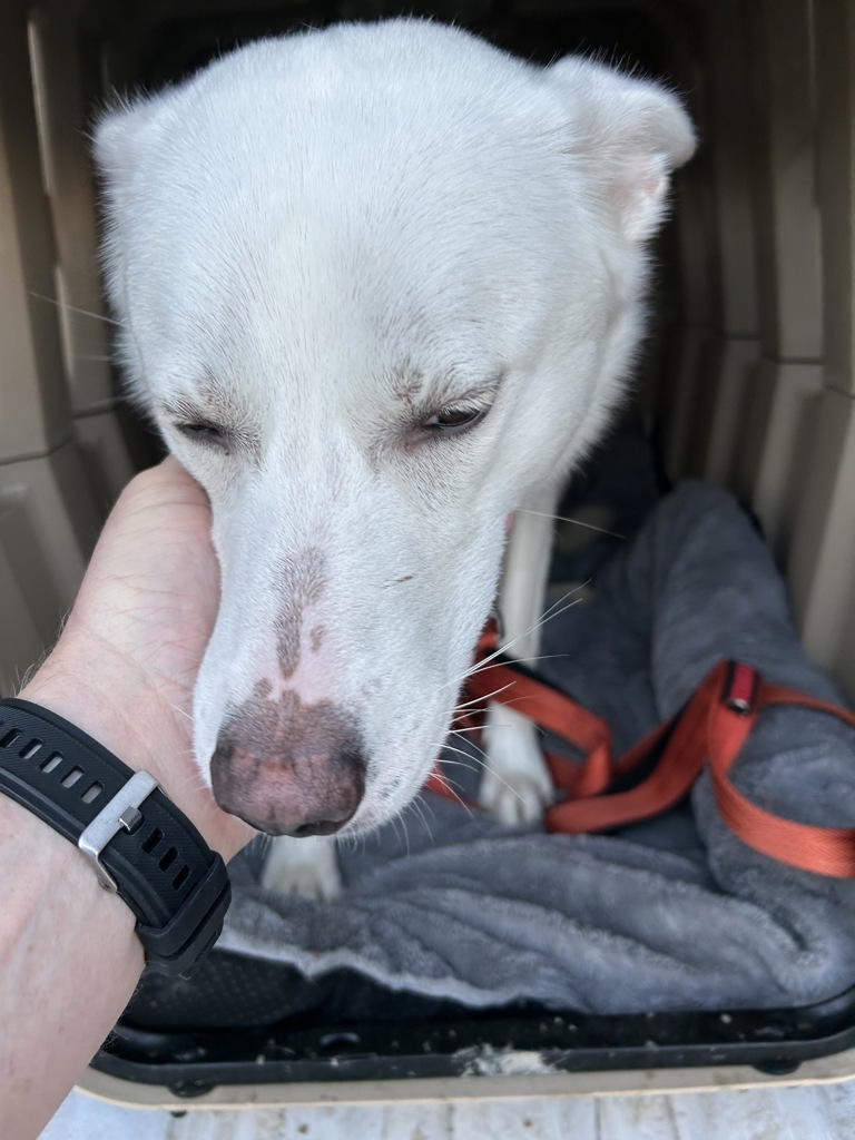 Shelter Stray Female Dog last seen Near S Linda Marie Lane, RIVERTON, UT, 84065, 511 W 3900 S, Salt Lake City, UT 84123, USA