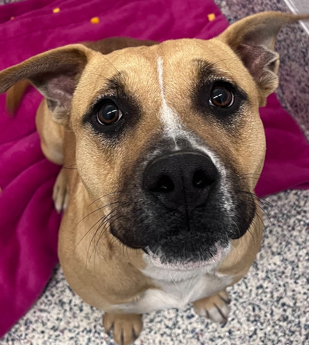 Shelter Stray Female Dog last seen Near McIntyre St, Golden, CO, 80401, 580 McIntyre St, Golden, CO 80401, USA