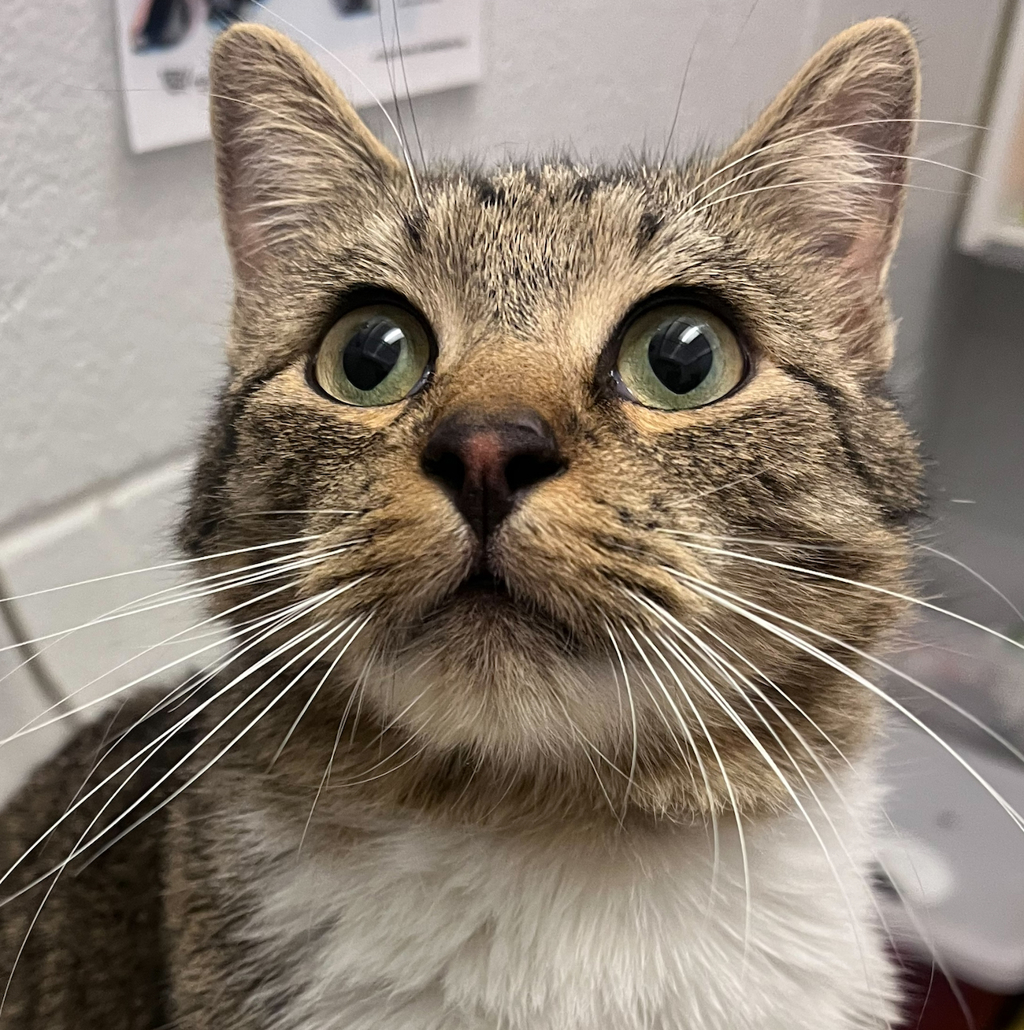 Shelter Stray Male Cat last seen 72nd + elrdige, Arvada, CO, 80004, 580 McIntyre St, Golden, CO 80401, USA