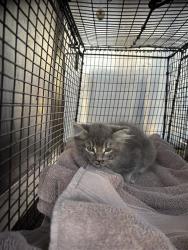 Shelter Stray Male Cat last seen Near E Oltorf Street, AUSTIN, TX, 78741, 7201 Levander Loop bldg a, Austin, TX 78702, USA