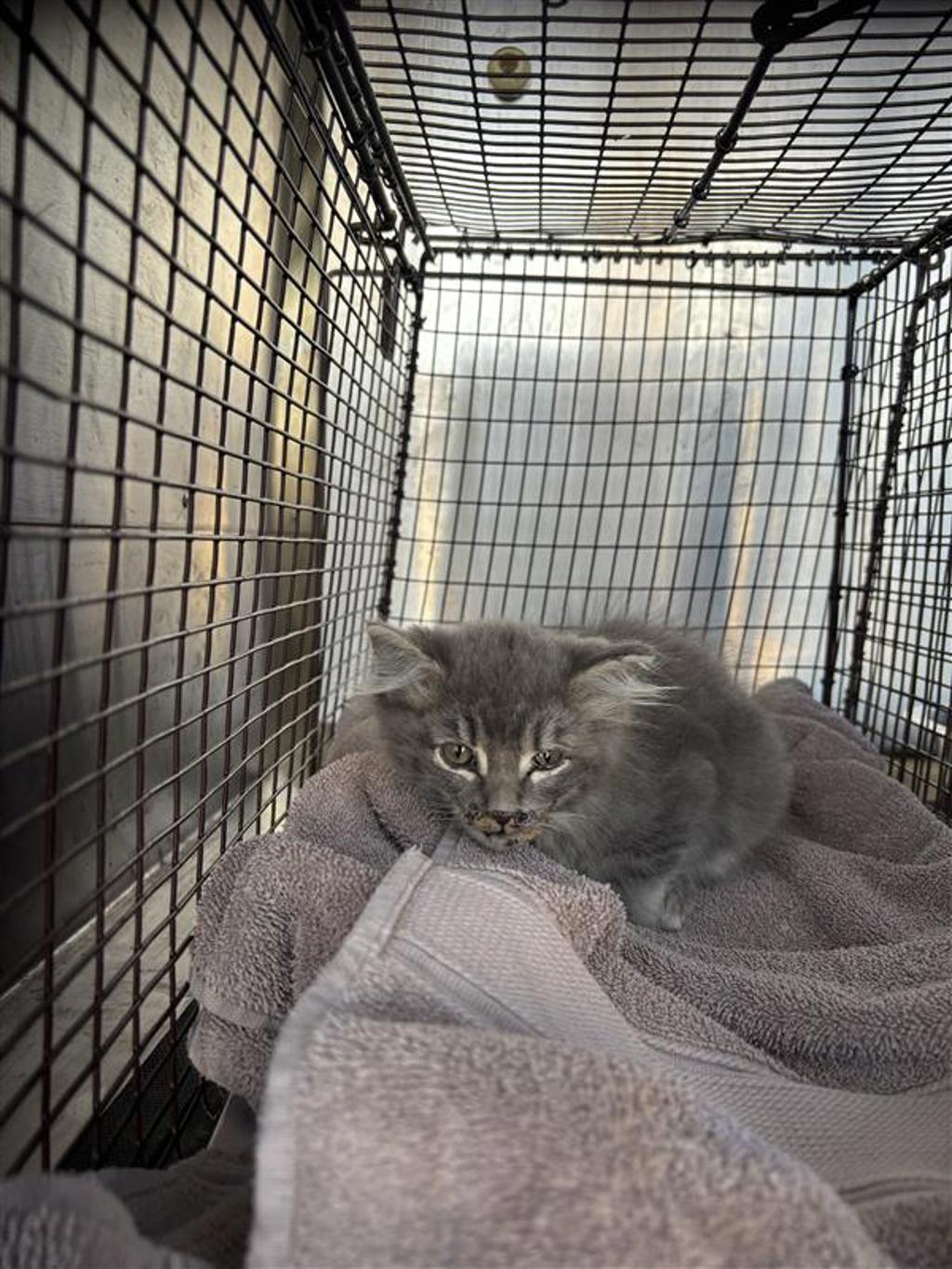 Shelter Stray Male Cat last seen Near E Oltorf Street, AUSTIN, TX, 78741, 7201 Levander Loop bldg a, Austin, TX 78702, USA