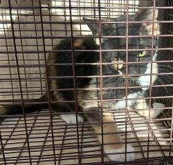 Shelter Stray Female Cat last seen Apt 269,3201 Kaliste Saloom Road, LAFAYETTE, LA, 70508, 410 Dugas Rd, Lafayette, LA 70507, USA