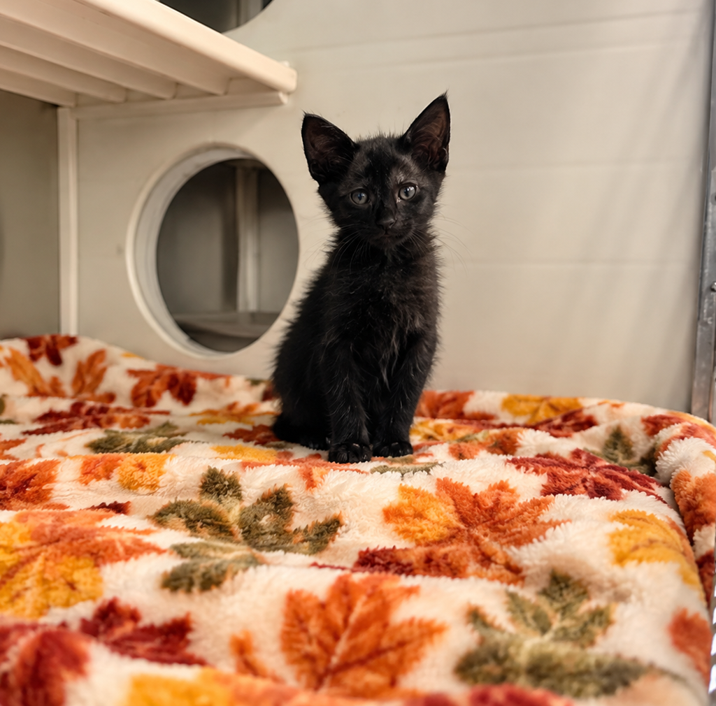 Shelter Stray Male Cat last seen found @ the park- unsure of which one, LAFAYETTE, LA, 70508, 410 Dugas Rd, Lafayette, LA 70507, USA