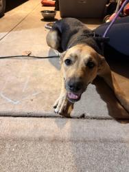 Found/Stray Female Dog last seen North Post Road & East Memorial Road, Oklahoma City, OK 73049