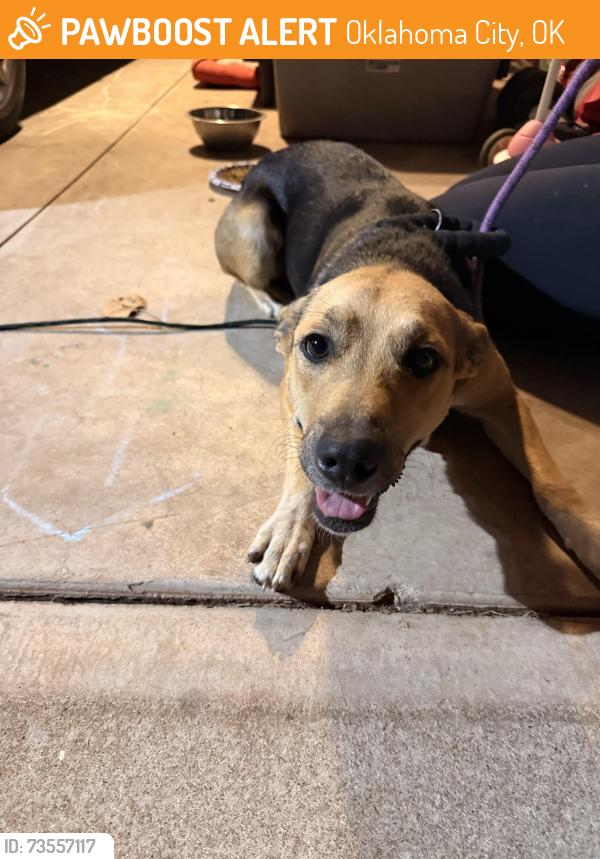 Found/Stray Female Dog last seen North Post Road & East Memorial Road, Oklahoma City, OK 73049