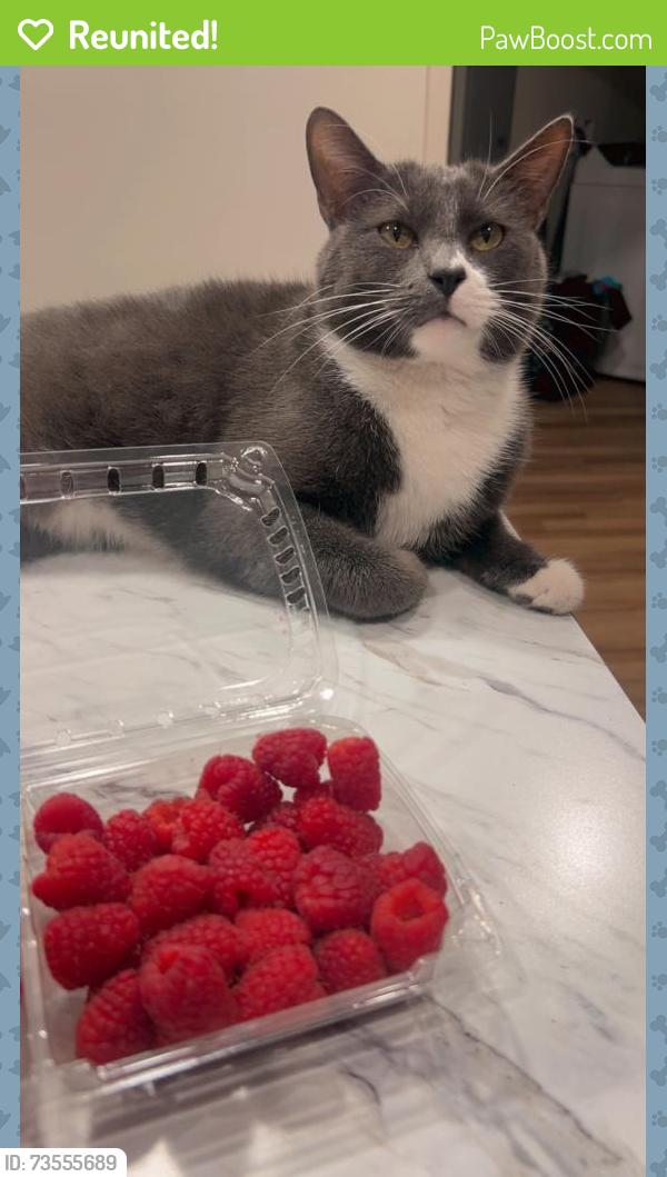 Reunited Male Cat last seen Talk Grass, Sioux Falls, SD 57108