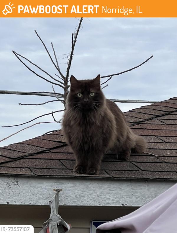 Found/Stray Unknown Cat last seen Foster and Overhill, Norridge, IL 60706