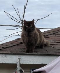 Found/Stray Unknown Cat last seen Foster and Overhill, Norridge, IL 60706