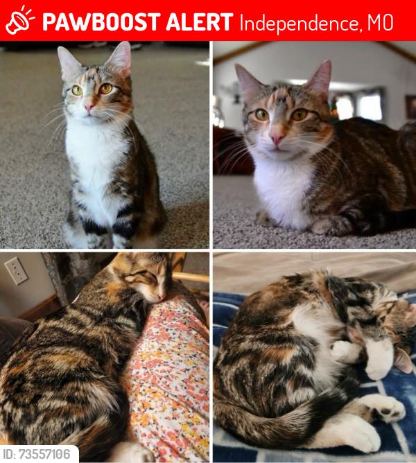 Lost Female Cat last seen 23rd Street & Lee's Summit Rd., Independence, MO 64050