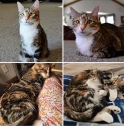 Lost Female Cat last seen 23rd Street & Lee's Summit Rd., Independence, MO 64050