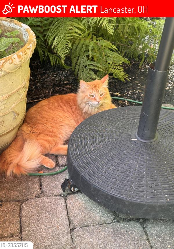 Lost Female Cat last seen Rising Park, Lancaster, OH 43130