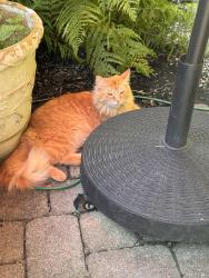 Lost Female Cat last seen Rising Park, Lancaster, OH 43130