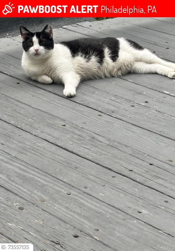 Lost Female Cat last seen Allegheny ave Frankford ave, Philadelphia, PA 19134