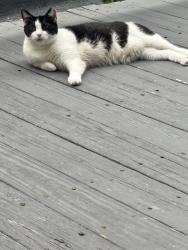 Lost Female Cat last seen Allegheny ave Frankford ave, Philadelphia, PA 19134