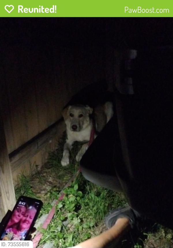 Reunited Female Dog last seen Herring and 25th, Waco, TX 76708