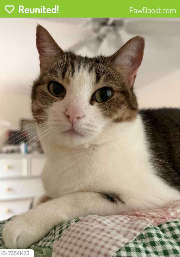 Reunited Female Cat last seen Magnolia Ave, near Brogdon St, Savannah, GA 31406