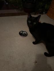 Found/Stray Unknown Cat last seen Maple/miller, Ann Arbor, MI 48103