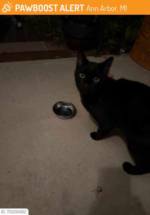 Found/Stray Unknown Cat last seen Maple/miller, Ann Arbor, MI 48103