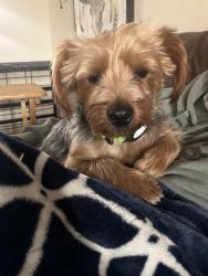 Lost Male Dog last seen County Road 452 and County Road 445, County Rd 445,  75771
