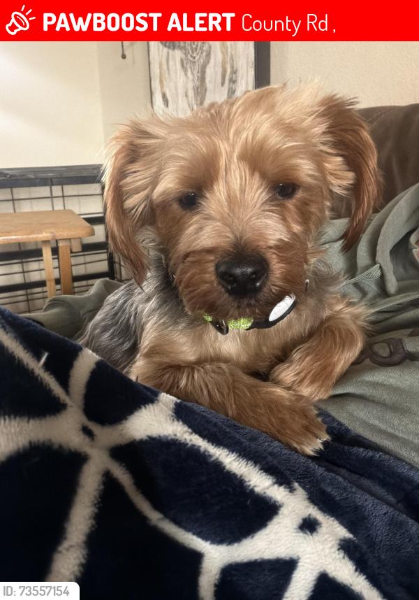 Lost Male Dog last seen County Road 452 and County Road 445, County Rd 445,  75771