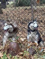 Found/Stray Unknown Dog last seen E California Street near 8th St, Jacksonville, OR 97530
