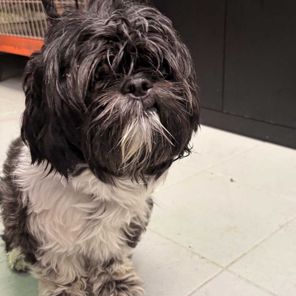 Shelter Stray Male Dog last seen , 124 Evergreen Ave, Newark, NJ 07114, USA