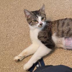 Shelter Stray Female Cat last seen , 54687 Co Rd 19, Bristol, IN 46507, USA