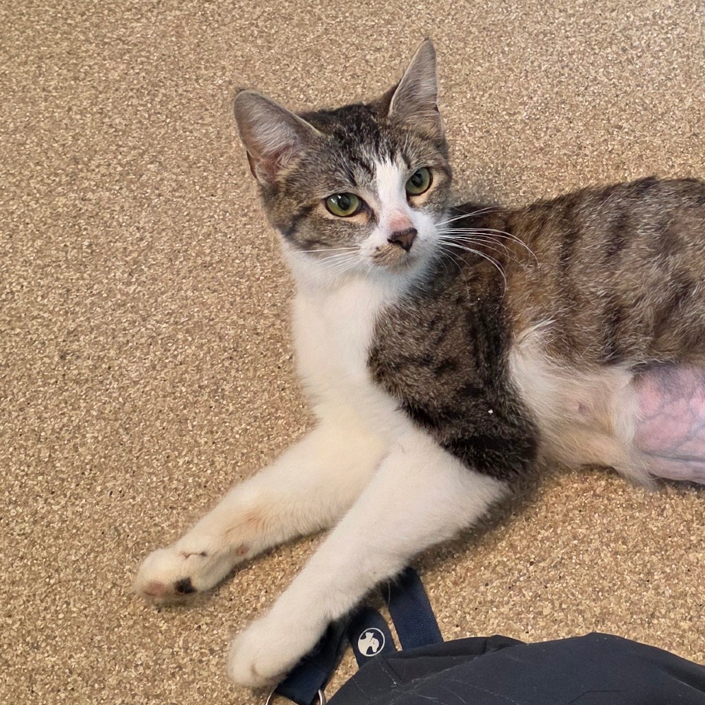 Shelter Stray Female Cat last seen , 54687 Co Rd 19, Bristol, IN 46507, USA