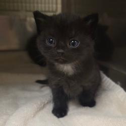 Shelter Stray Female Cat last seen , 54687 Co Rd 19, Bristol, IN 46507, USA