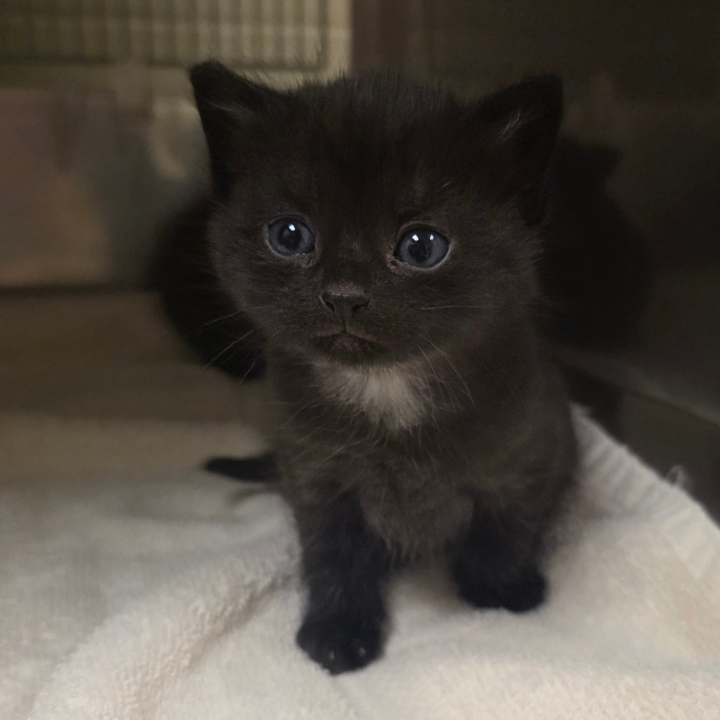 Shelter Stray Female Cat last seen , 54687 Co Rd 19, Bristol, IN 46507, USA