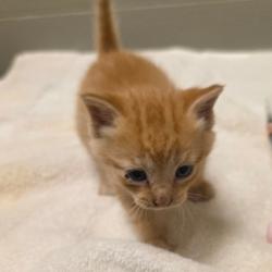 Shelter Stray Male Cat last seen , 54687 Co Rd 19, Bristol, IN 46507, USA