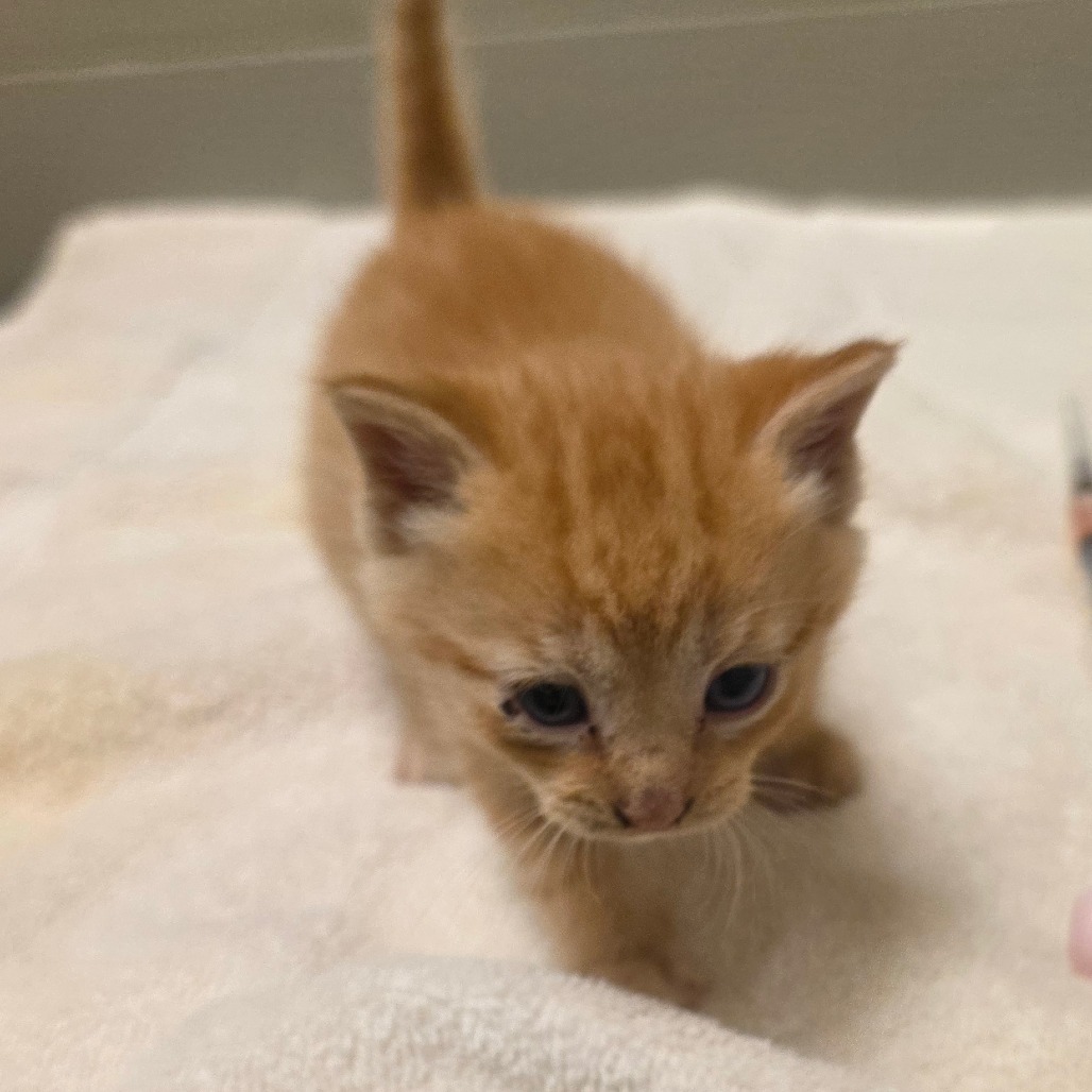 Shelter Stray Male Cat last seen , 54687 Co Rd 19, Bristol, IN 46507, USA