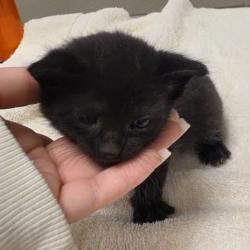 Shelter Stray Female Cat last seen , 54687 Co Rd 19, Bristol, IN 46507, USA