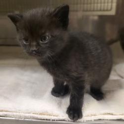 Shelter Stray Female Cat last seen , 54687 Co Rd 19, Bristol, IN 46507, USA