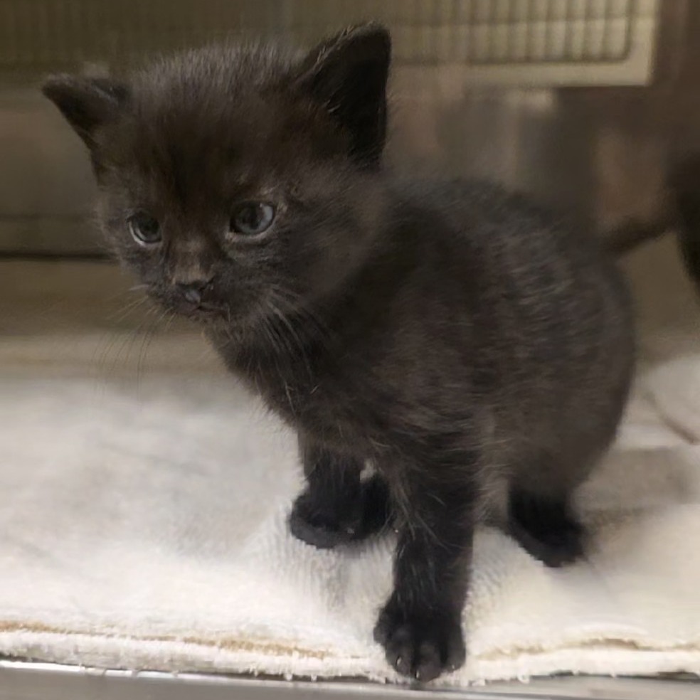 Shelter Stray Female Cat last seen , 54687 Co Rd 19, Bristol, IN 46507, USA