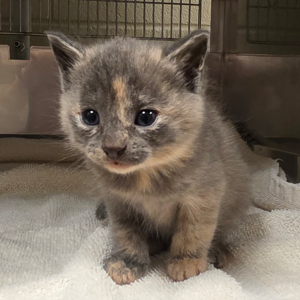Shelter Stray Female Cat last seen , 54687 Co Rd 19, Bristol, IN 46507, USA