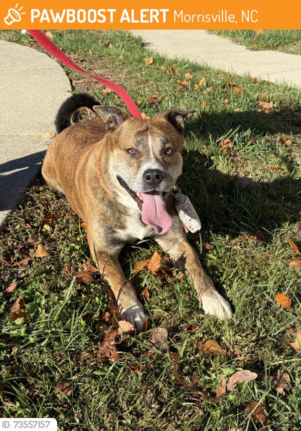 Found/Stray Male Dog last seen Found in a neighborhood off of Church Street in Morrisville, Morrisville, NC 27560