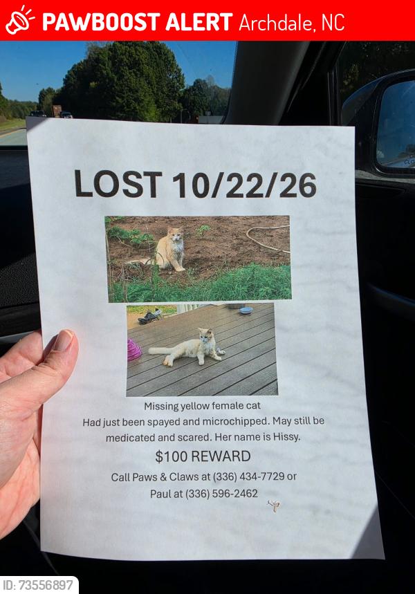 Lost Female Cat last seen Hwy 311 near Paws and Claws, Archdale, NC 27263