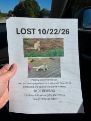 Lost Female Cat last seen Hwy 311 near Paws and Claws, Archdale, NC 27263