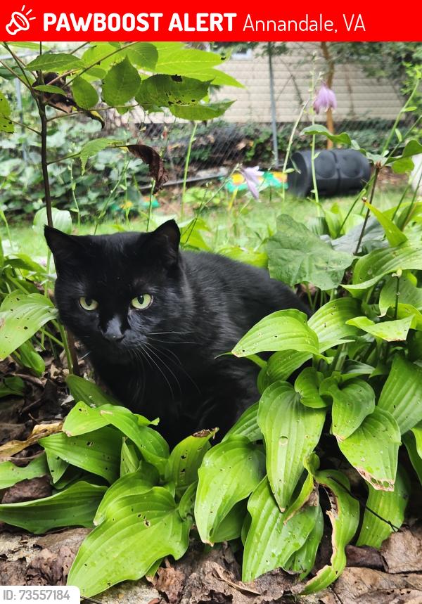 Lost Female Cat last seen Capstan Dr and Forest Grove, Annandale, VA 22003