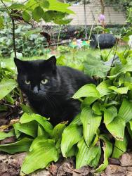 Lost Female Cat last seen Capstan Dr and Forest Grove, Annandale, VA 22003