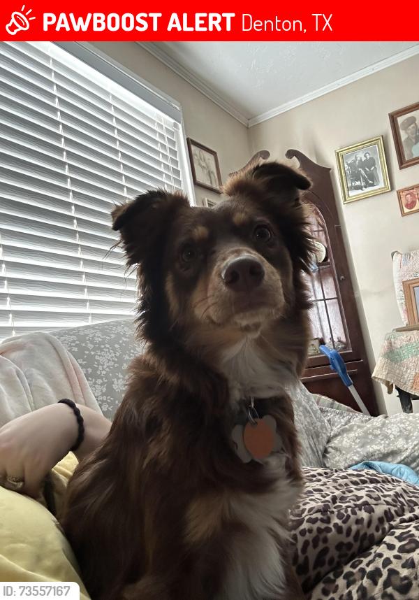 Lost Female Dog last seen Last seen running through McKenna Park off of Bonnie Brea, Denton, TX 76201