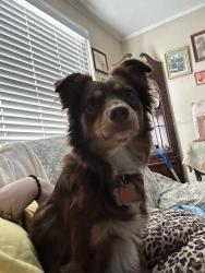 Lost Female Dog last seen Last seen running through McKenna Park off of Bonnie Brea, Denton, TX 76201