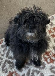 Reunited Female Dog last seen Wentworth Ln, Hanover Dr,  30180