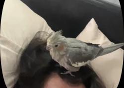 Lost Unknown Bird last seen Vacaville high, Vacaville, CA 95688