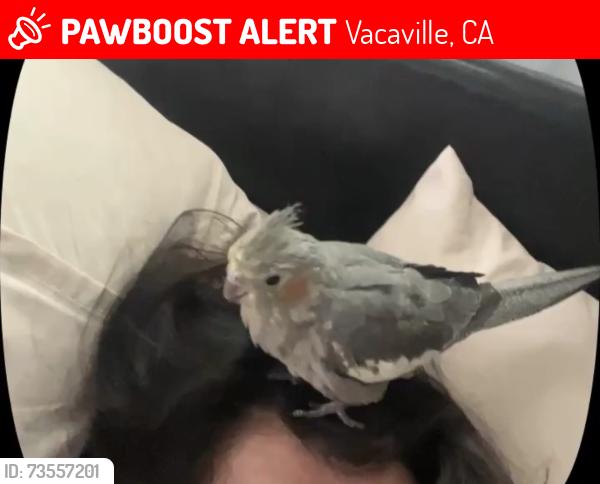 Lost Unknown Bird last seen Vacaville high, Vacaville, CA 95688