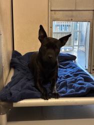 Shelter Stray Female Dog last seen Near Argonaut St, Stockton, CA 95203, USA, 1575 S Lincoln St, Stockton, CA 95206, USA