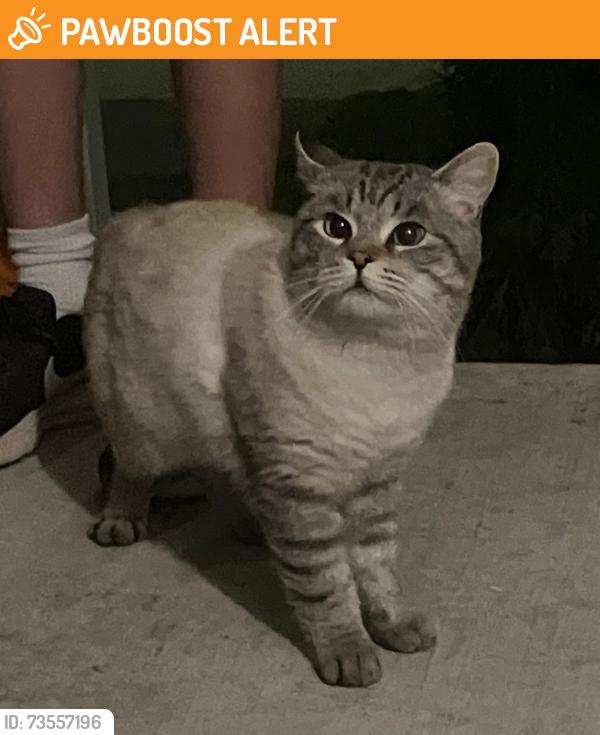 Found/Stray Male Cat last seen Landlord Blvd & Holland Street West, Bradford West Gwillimbury, ON 