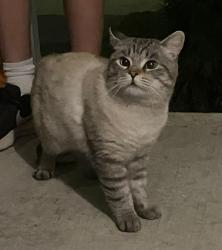 Found/Stray Male Cat last seen Landlord Blvd & Holland Street West, Bradford West Gwillimbury, ON 